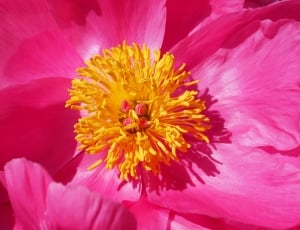 yellow-and-pink flower thumbnail