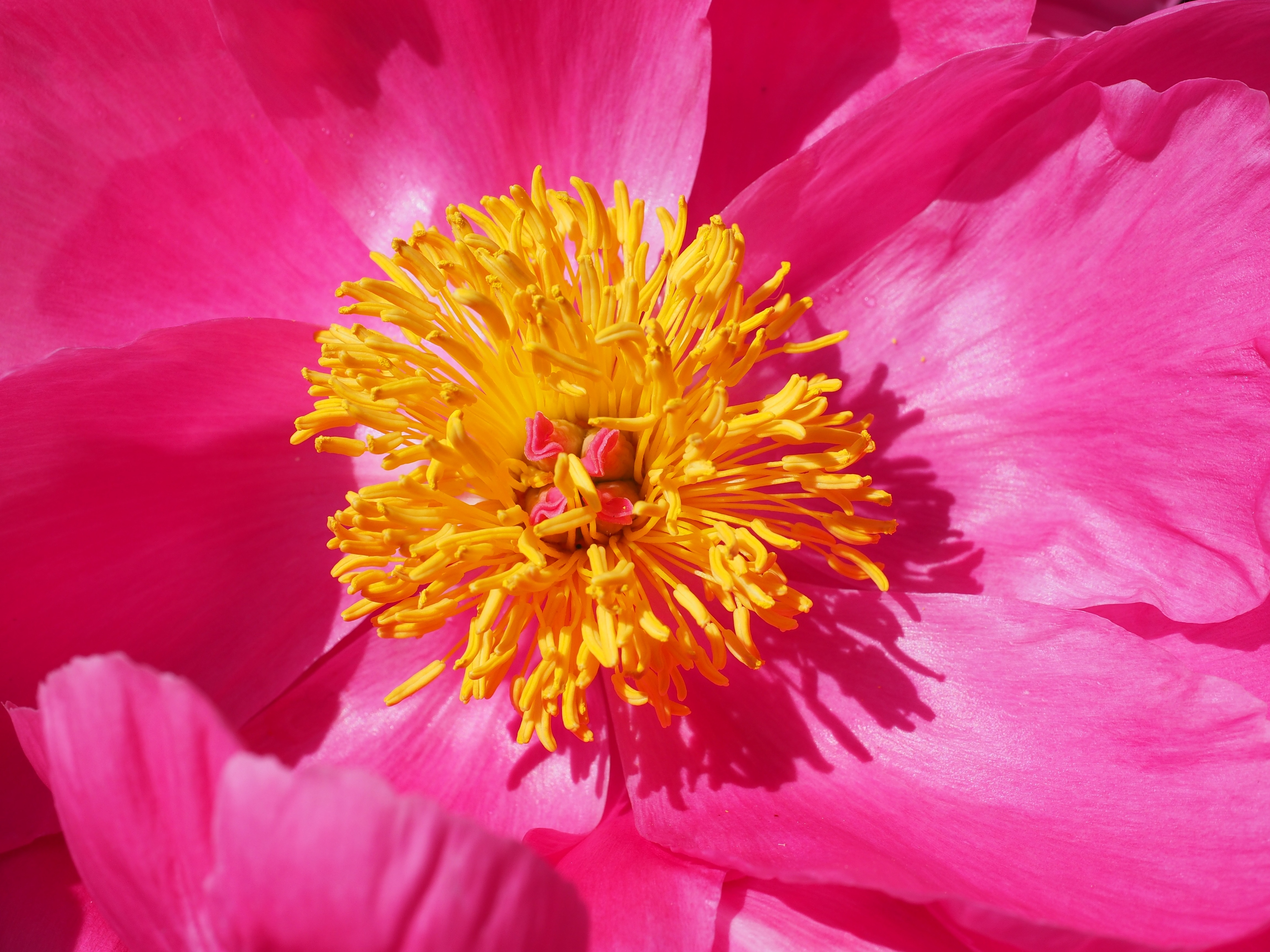yellow-and-pink flower