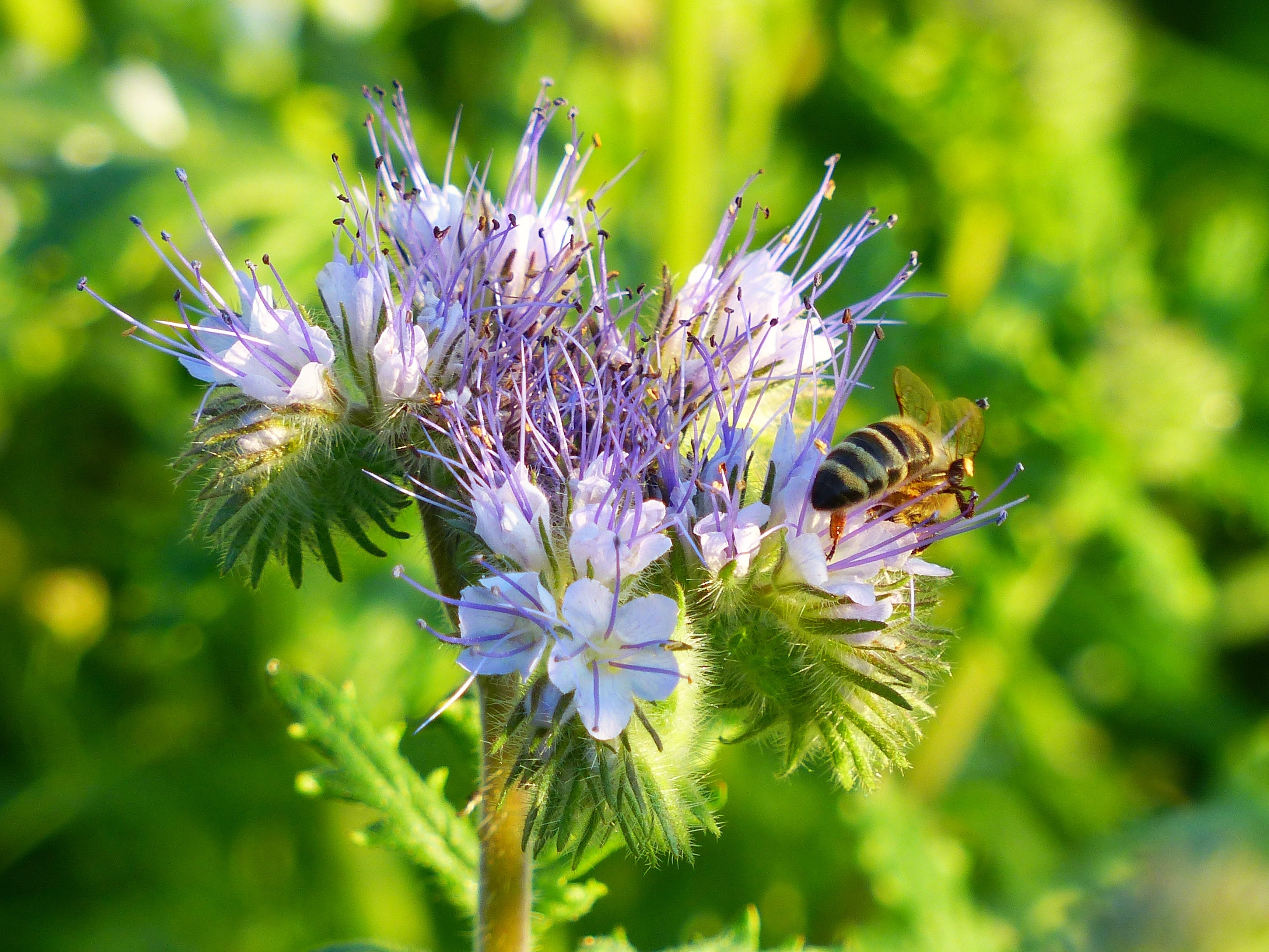 honey bee and purple petaled flower