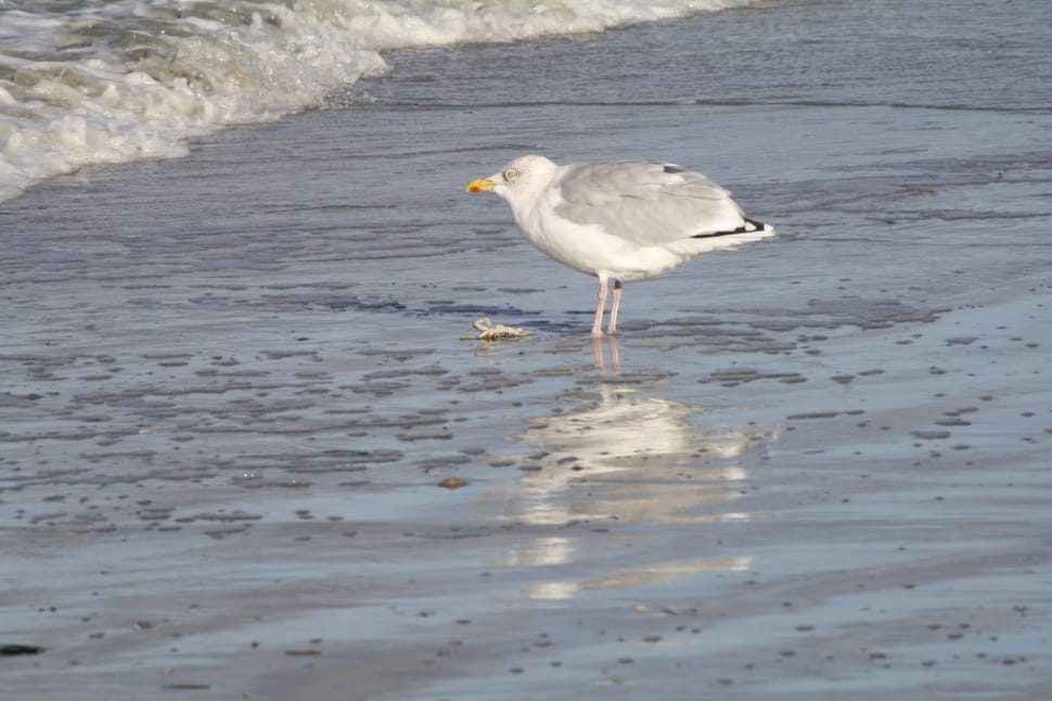 white and gray bird on body of water during daytime preview