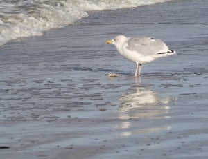 white and gray bird on body of water during daytime thumbnail