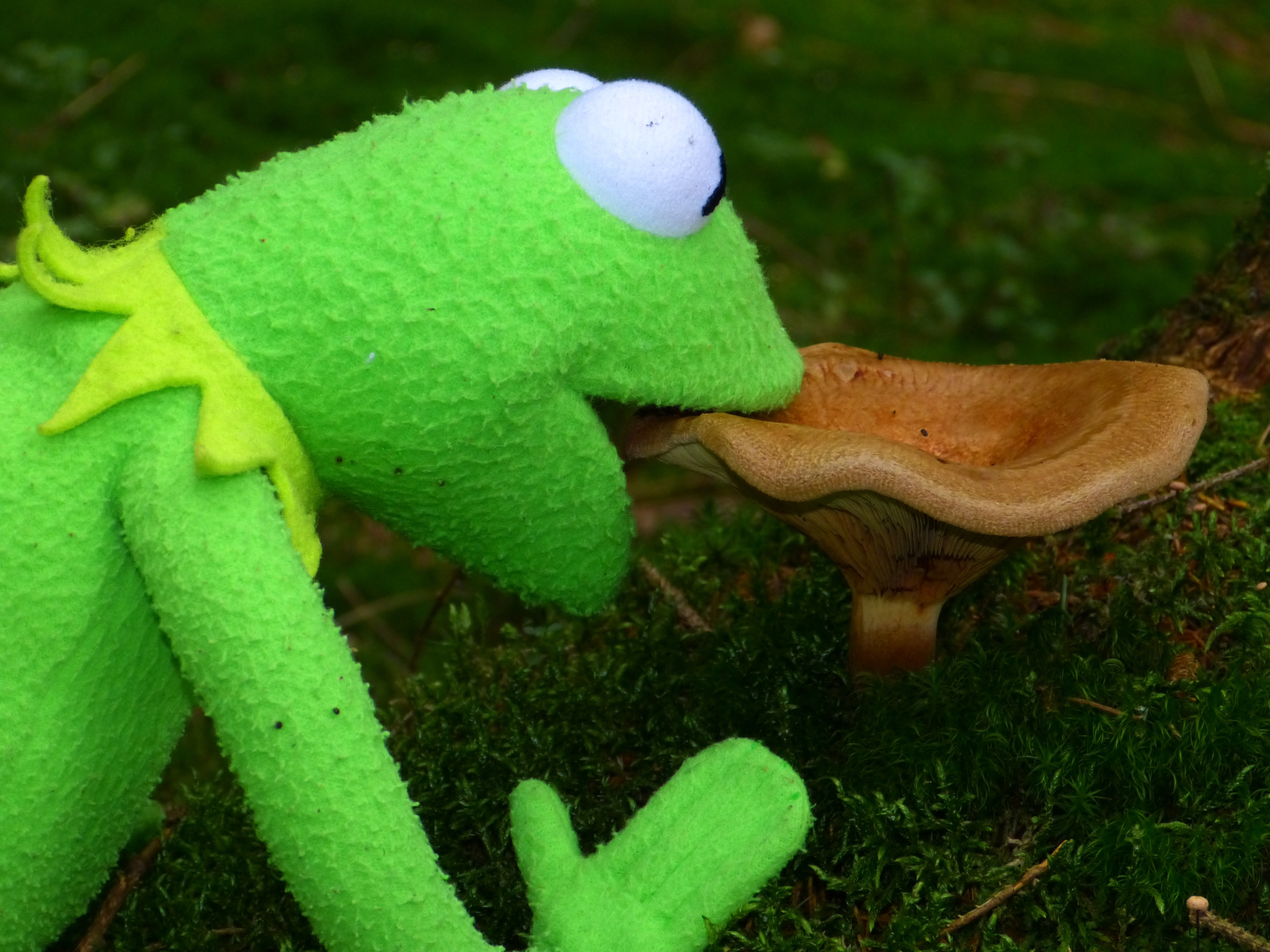 kermit eatting mushroom