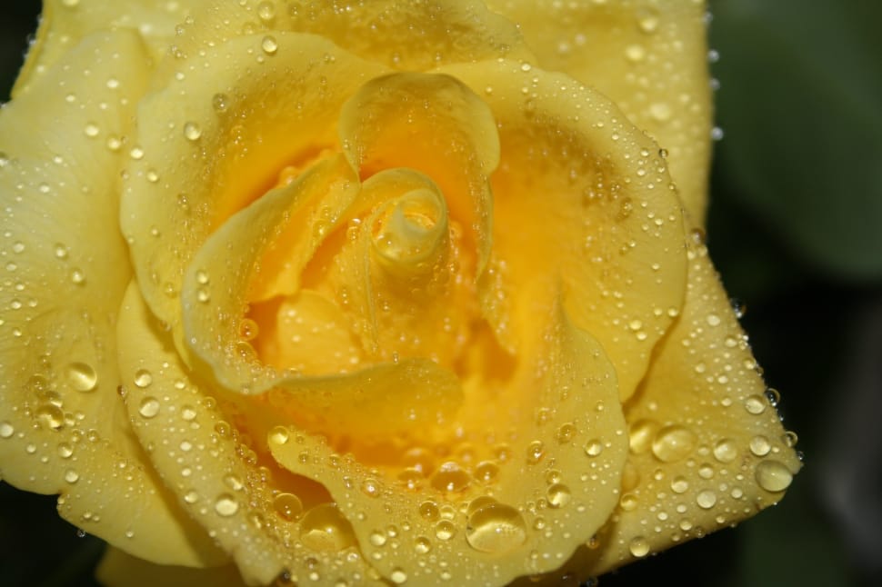 yellow rose with dew drops in closeup photography preview
