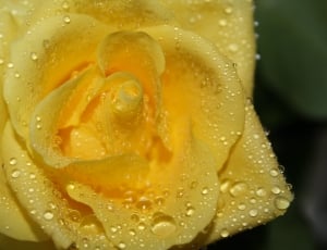 yellow rose with dew drops in closeup photography thumbnail