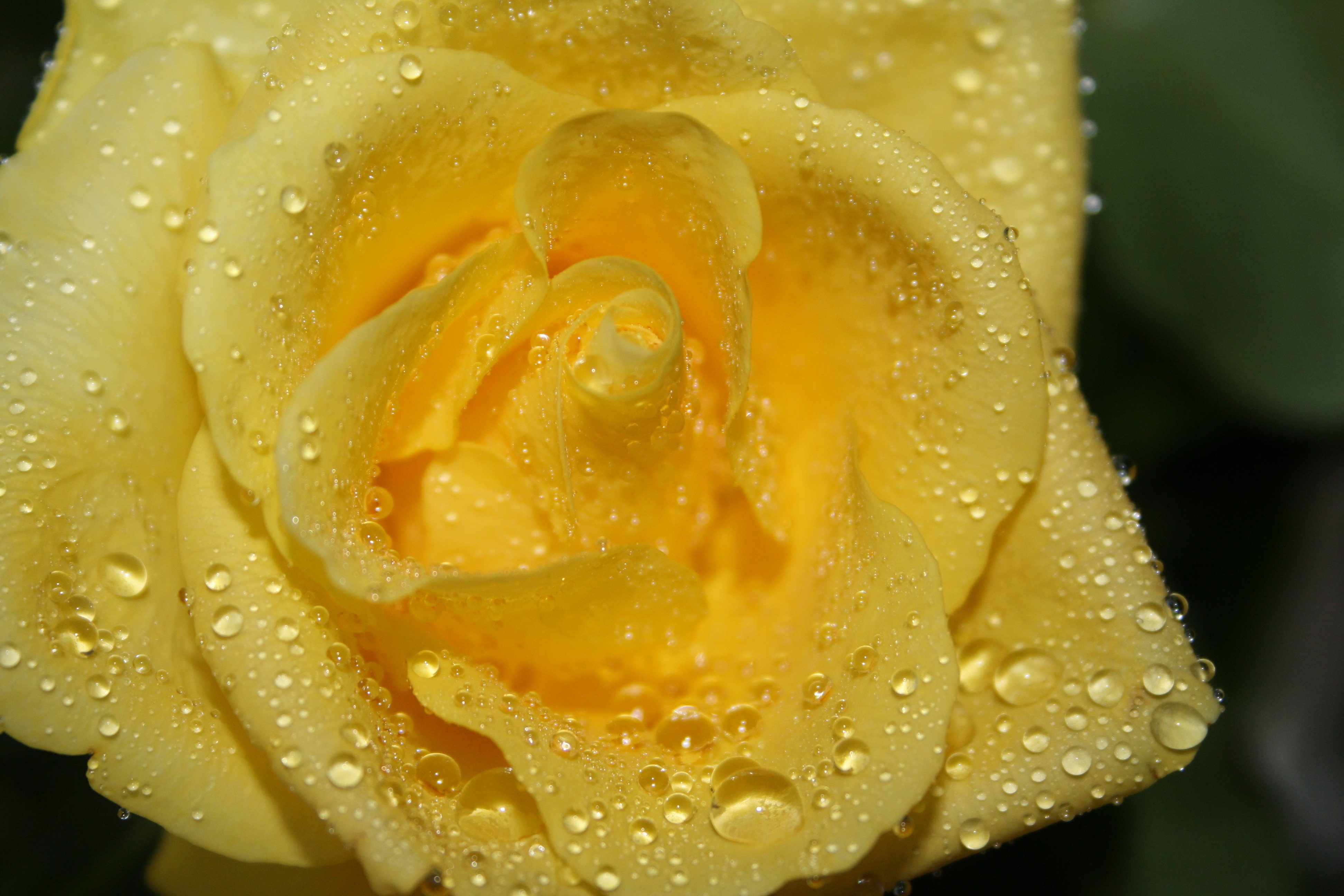 yellow rose with dew drops in closeup photography
