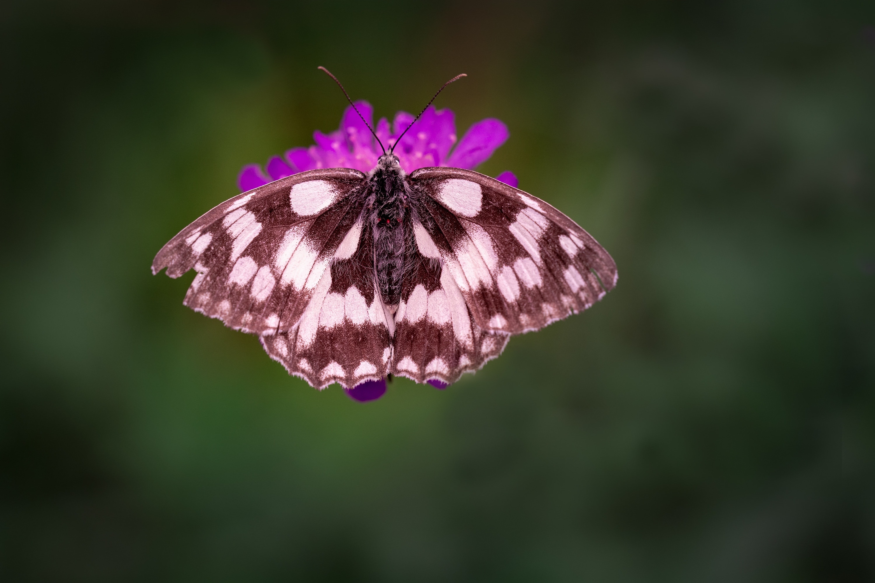 1920x1080-wallpaper-black-and-white-butterfly-peakpx