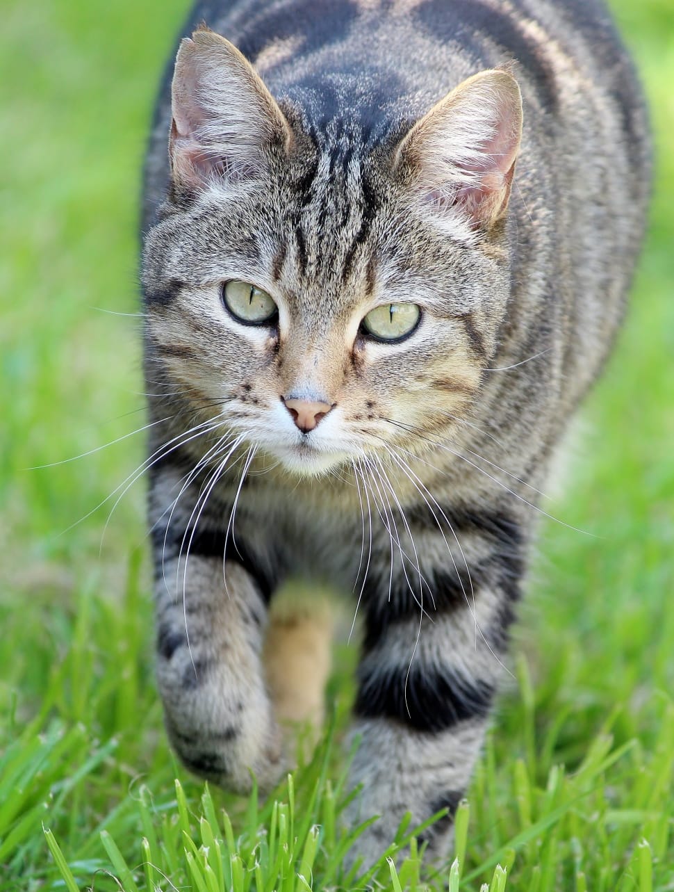 selective focus of silver tabby cat preview
