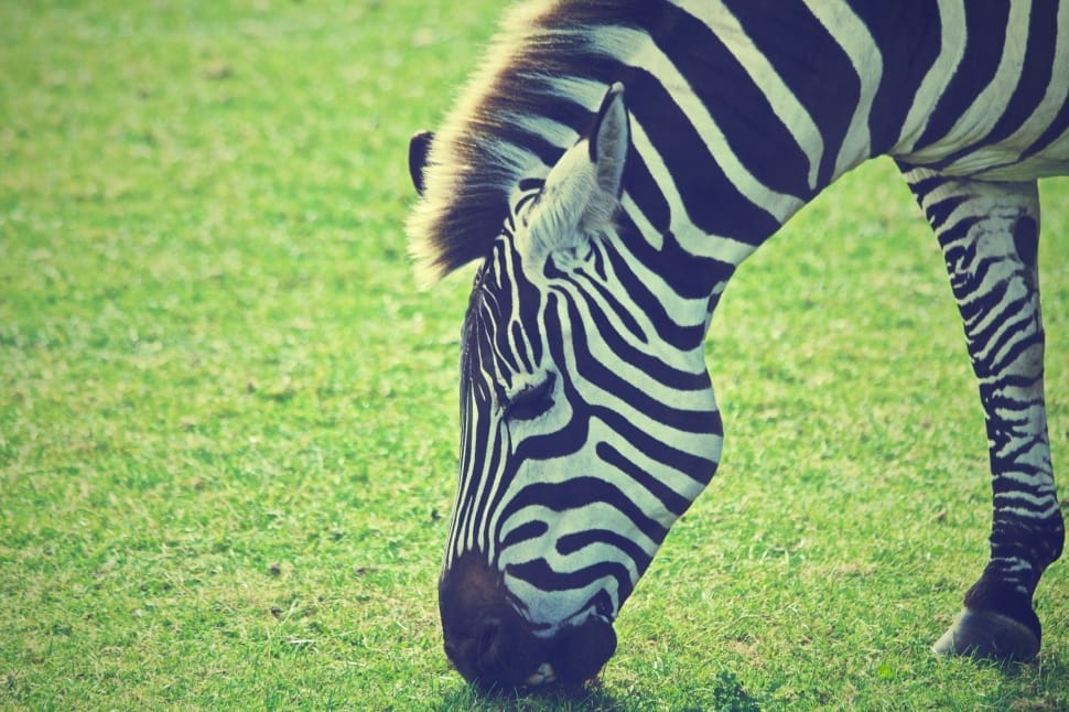 zebra animal preview