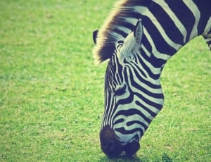 zebra animal thumbnail
