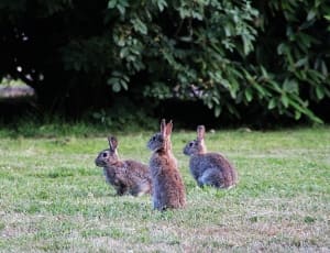 3 rabbits thumbnail