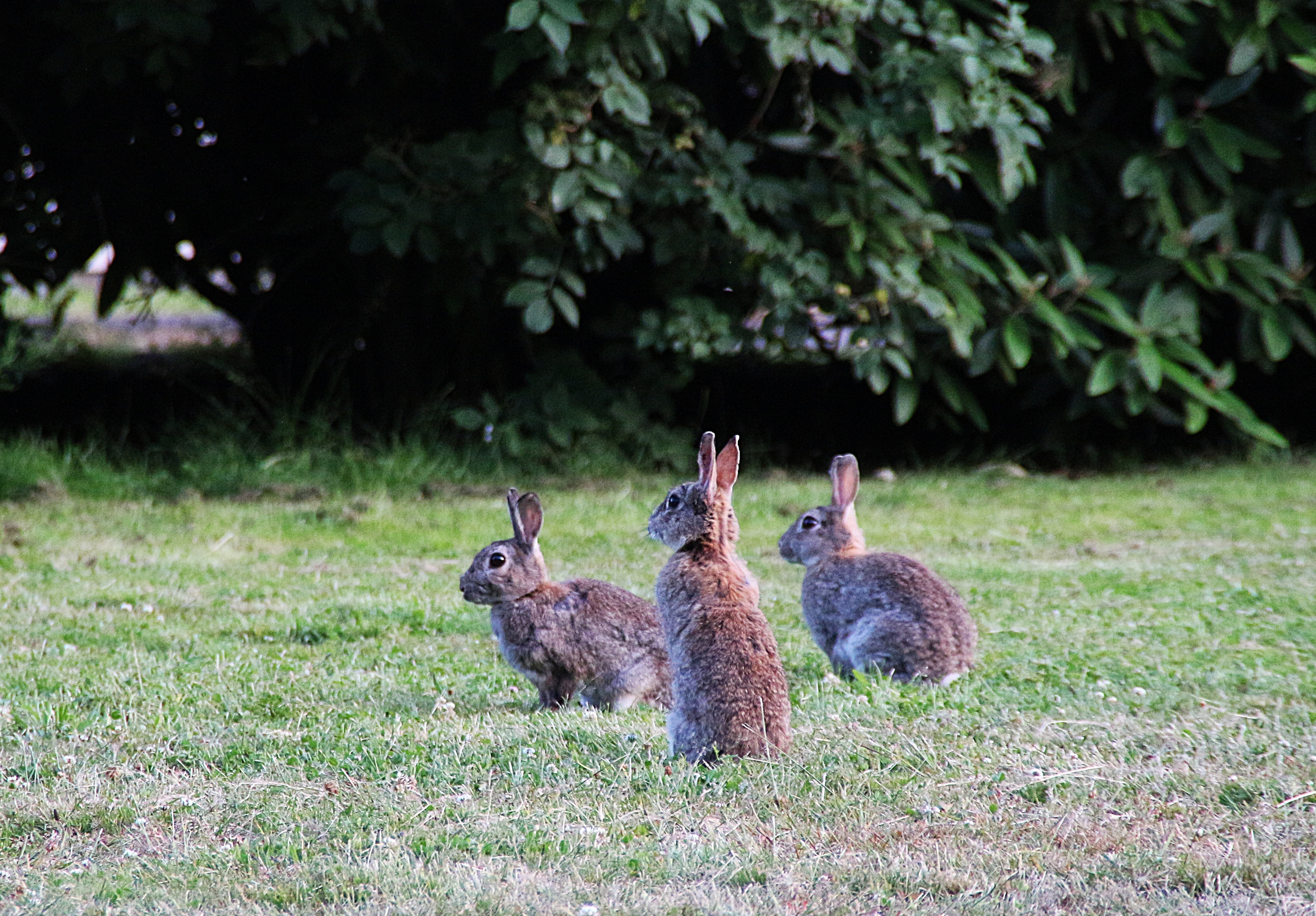 Зайцы в зоопарке. Дикий кролик. Кролики в Австралии. Дикие кролики в природе. Дикие кролики в Австралии.