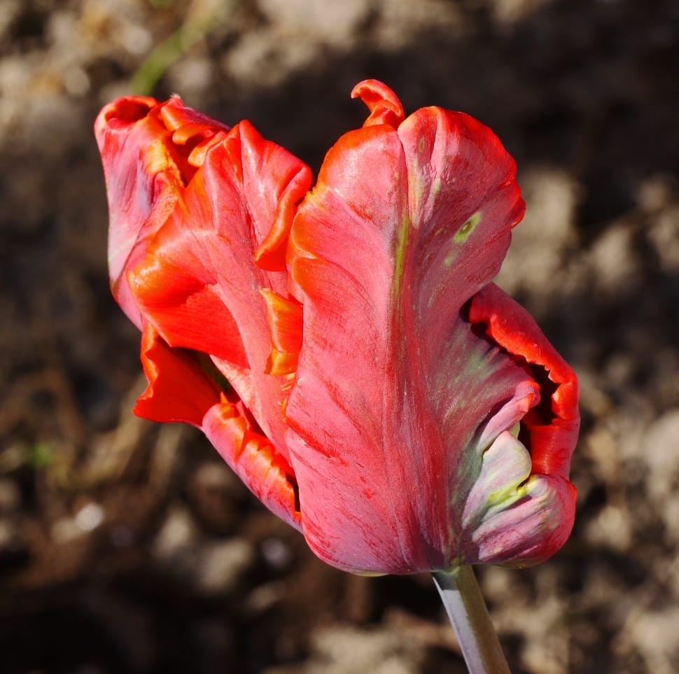 red parrot tulip preview