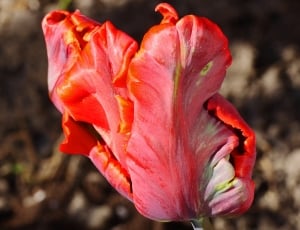 red parrot tulip thumbnail