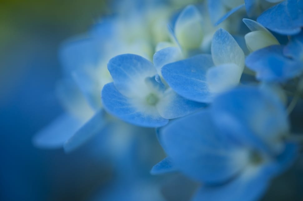 blue petaled flowers preview