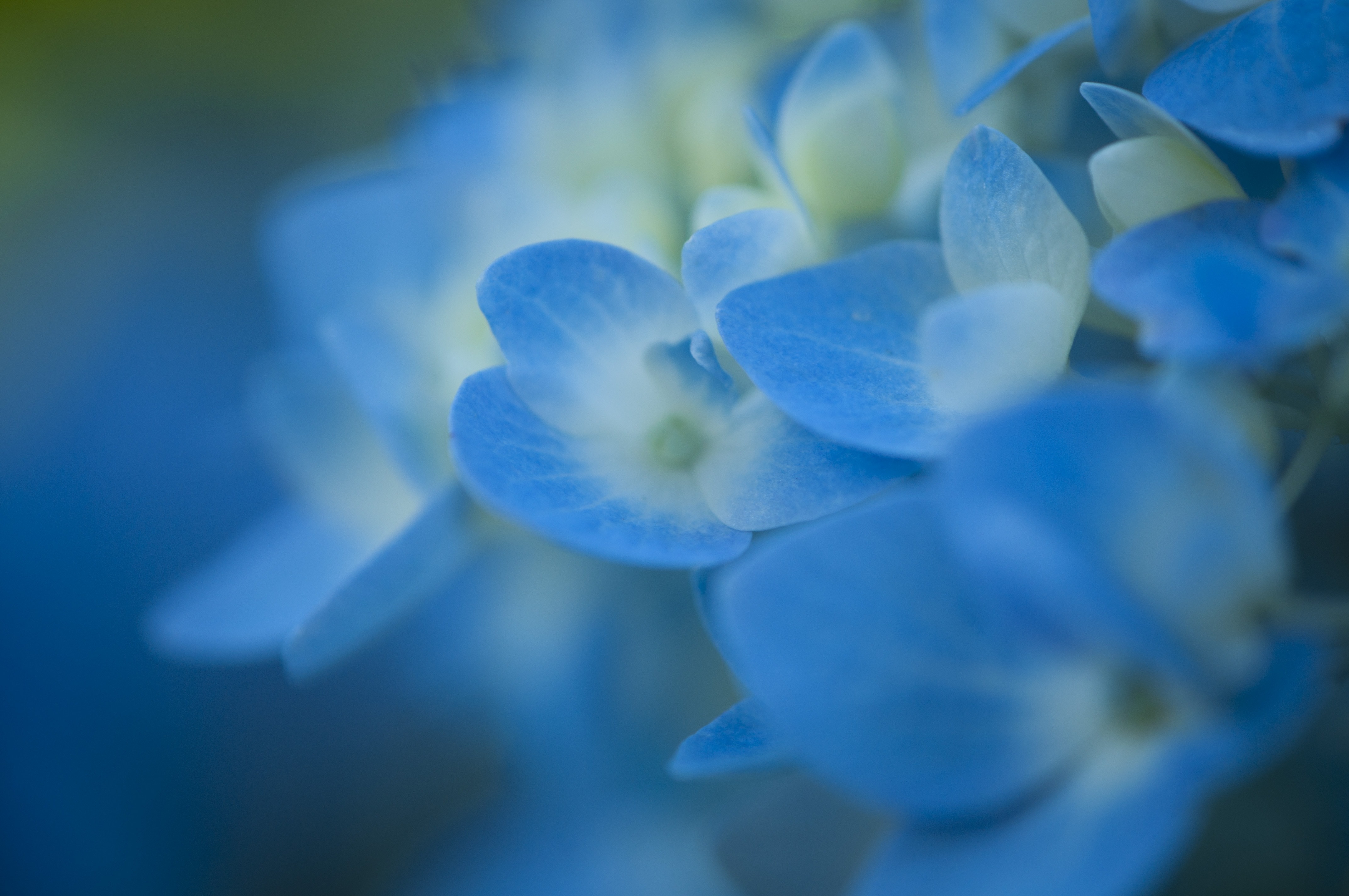 blue petaled flowers