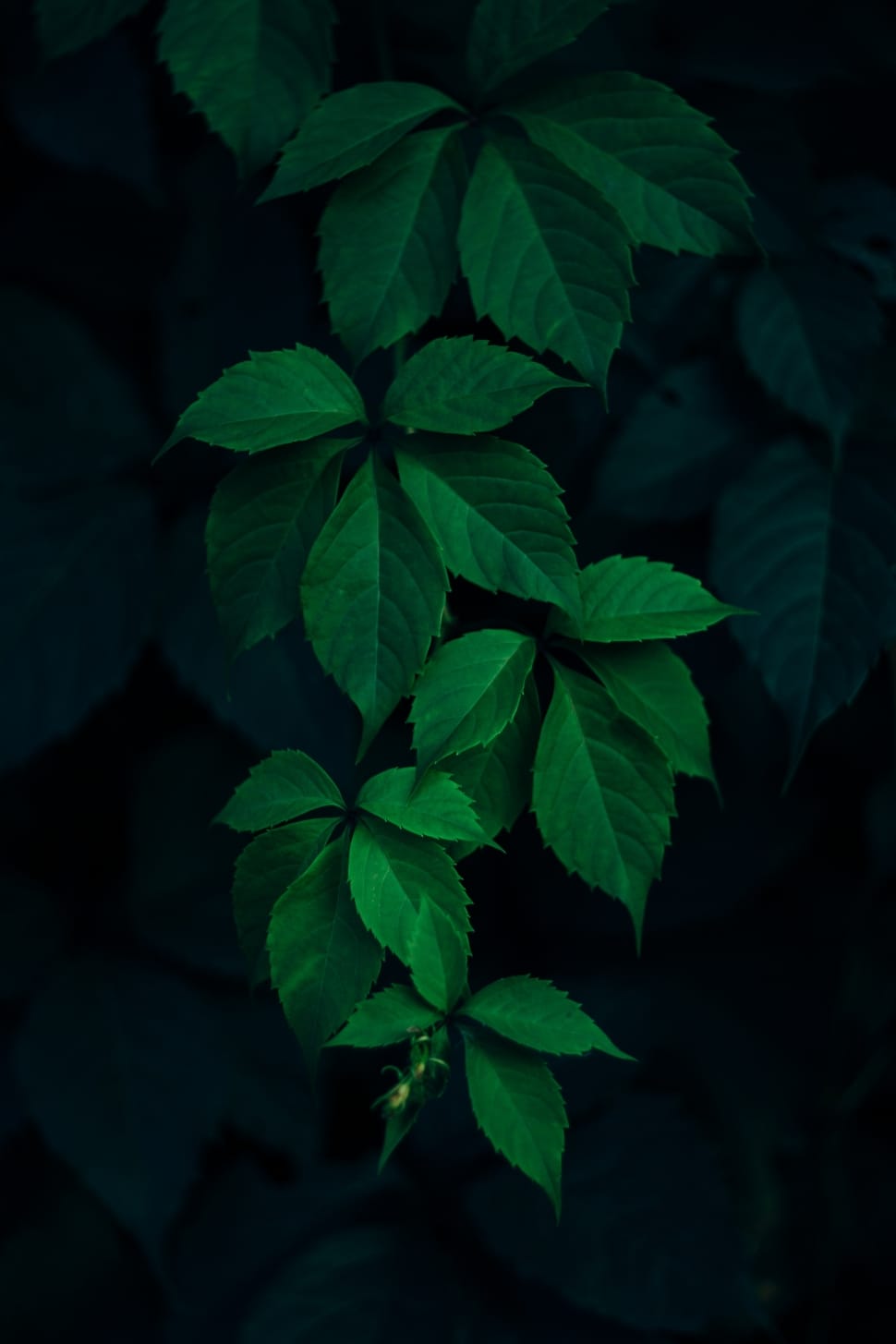 green leaves plant during night time preview