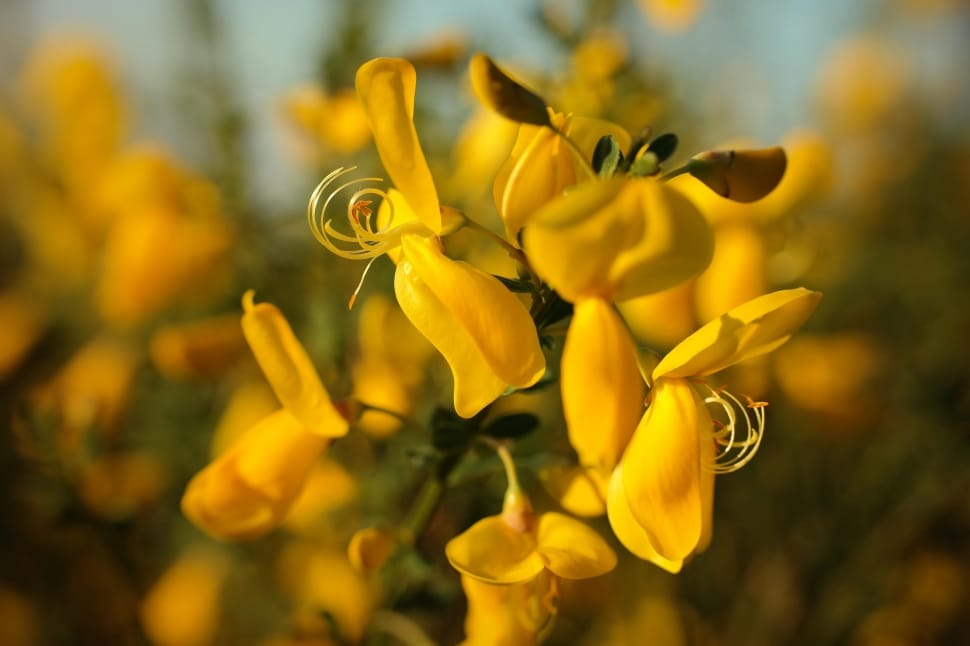 Broom, Gorse Blossom, Blossom, Bloom, flower, yellow preview