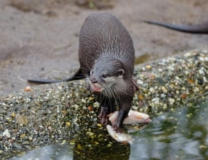 Oriental small-clawed otter thumbnail