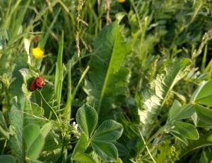 black and red ladybug thumbnail
