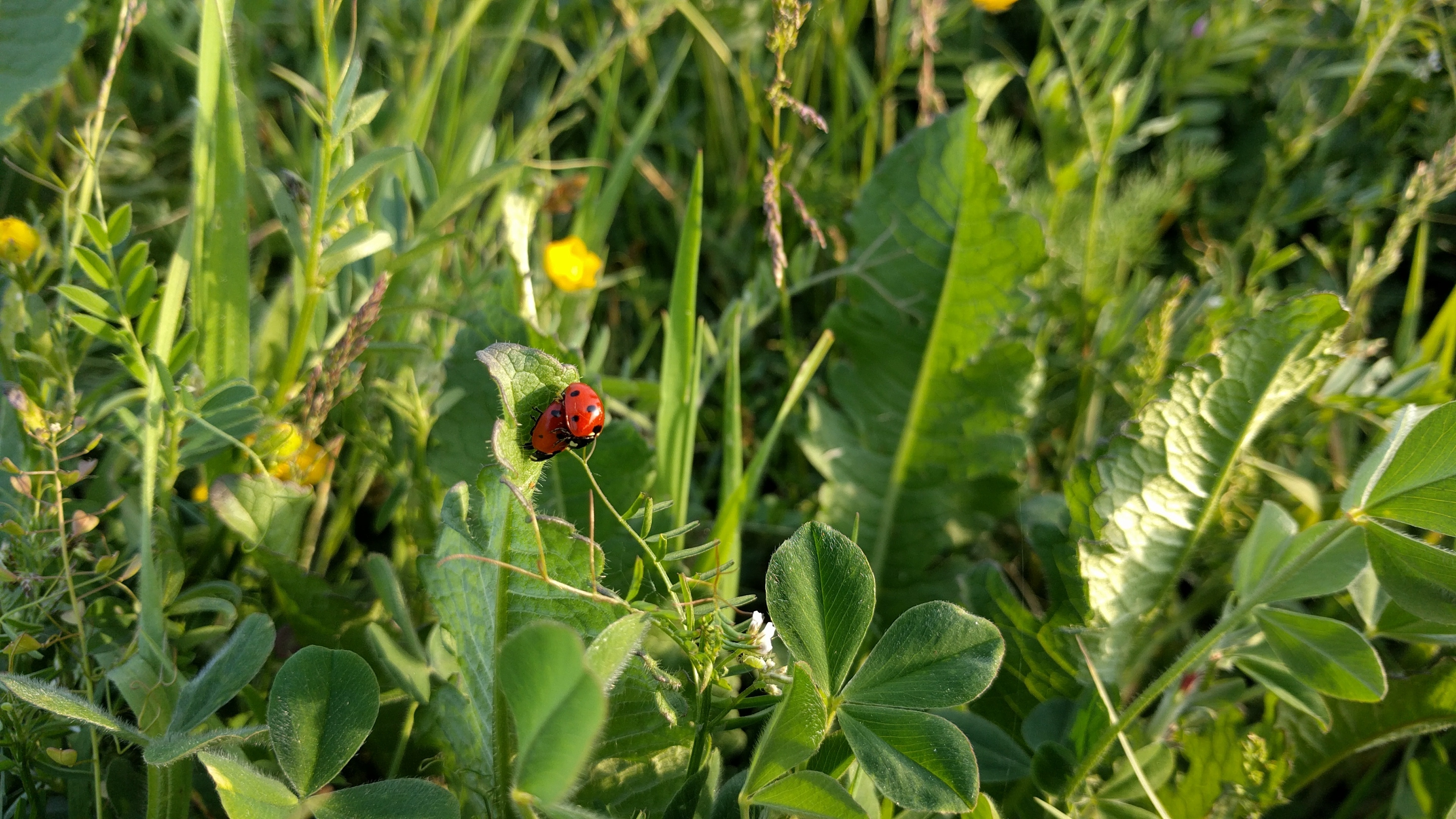 black and red ladybug