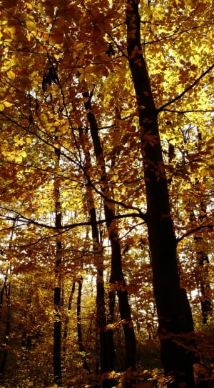 Tree, Autumn, Nature, Forest, Fall, tree, forest thumbnail