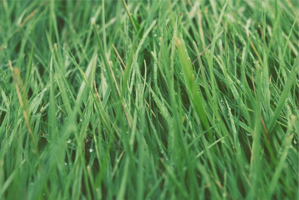 green linear grass field preview