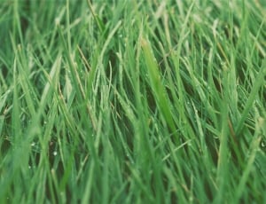 green linear grass field thumbnail