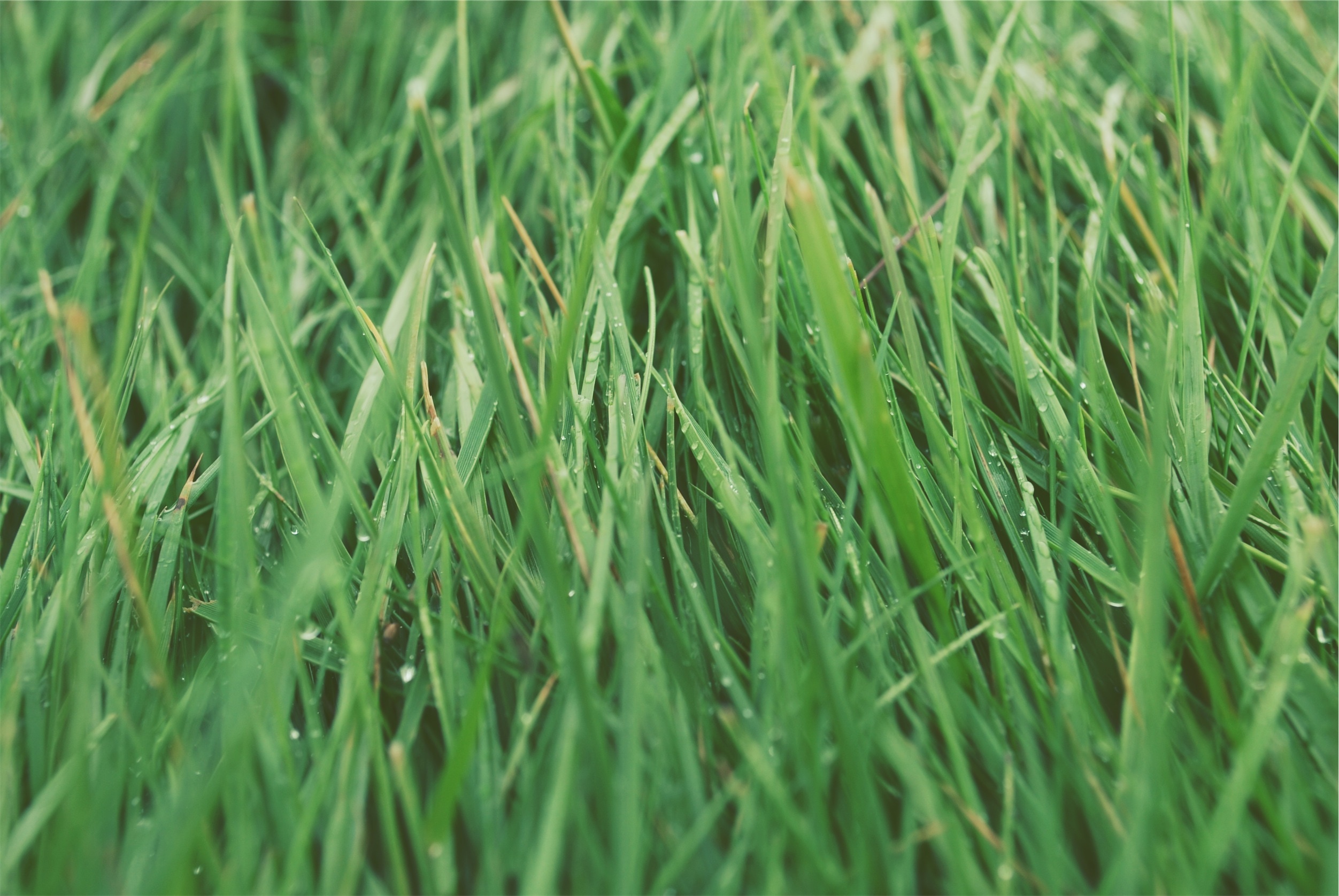green linear grass field