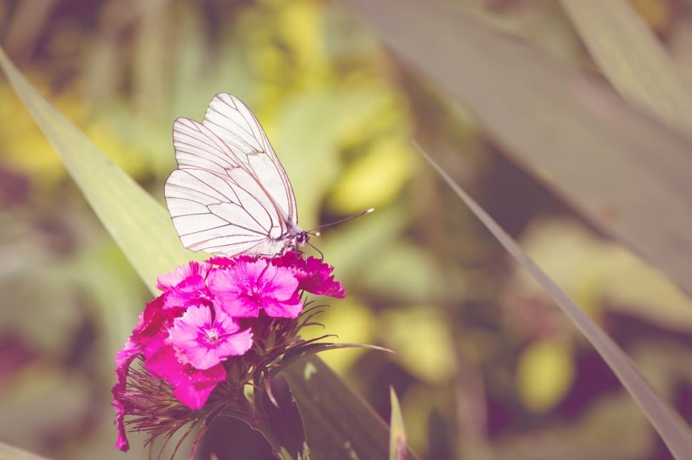 white butterfly on pink petal flower preview