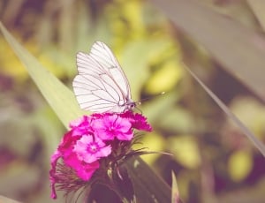 white butterfly on pink petal flower thumbnail