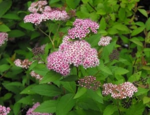 Martha'S Vineyard, Summer, Pink Flower, flower, purple thumbnail