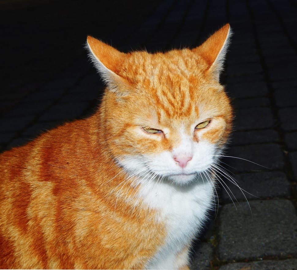 orange and white tabby cat preview