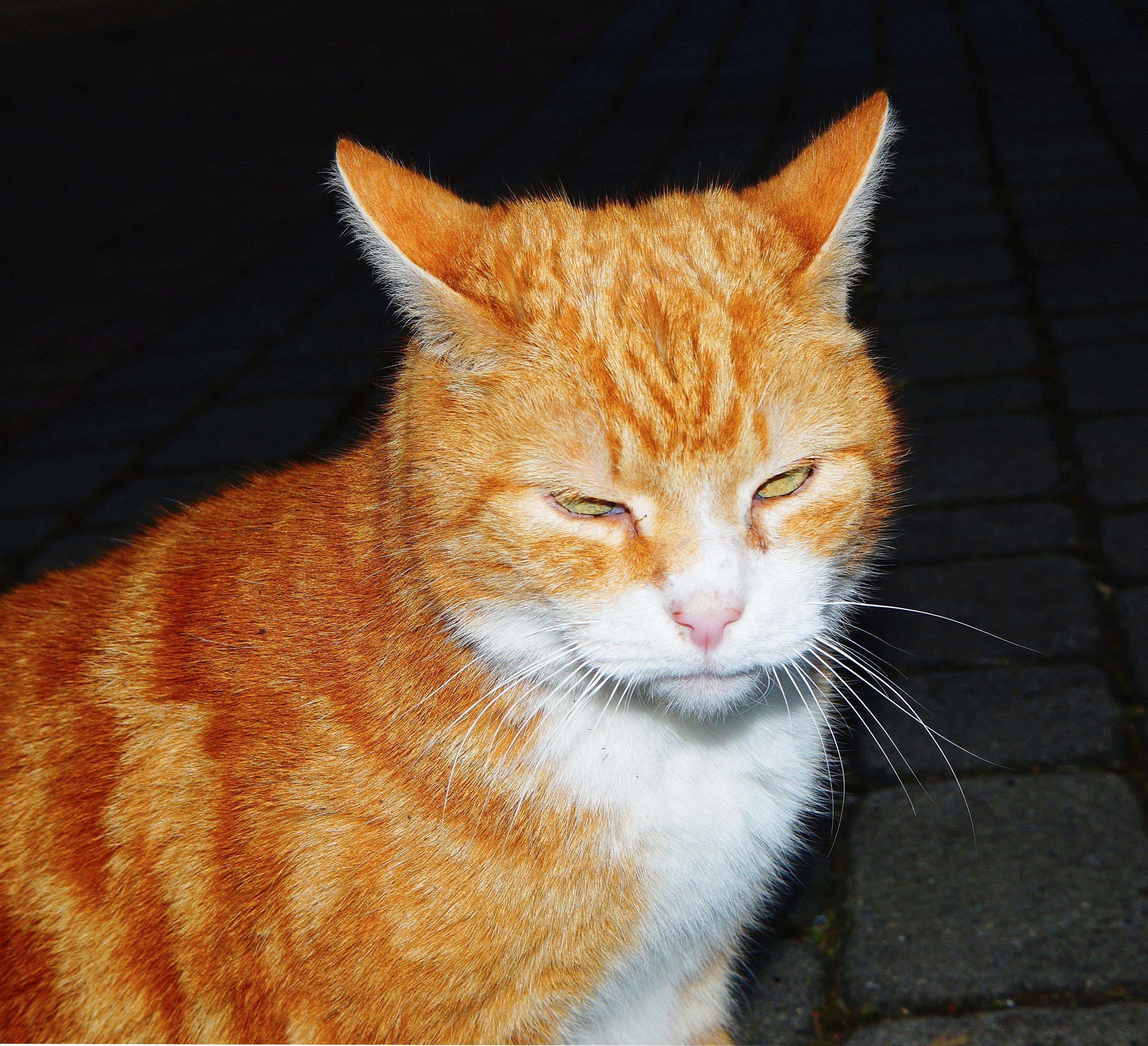 Рыжая полосатая кошка. Европейская короткошерстная табби рыжий. Европейский короткошерстный Крысолов рыжий. Европейская короткошерстная кошка рыжая. Анатолийская короткошерстная кошка рыжая.