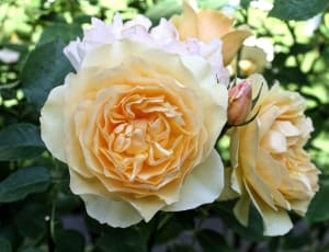 2 white and yellow petaled flowers thumbnail