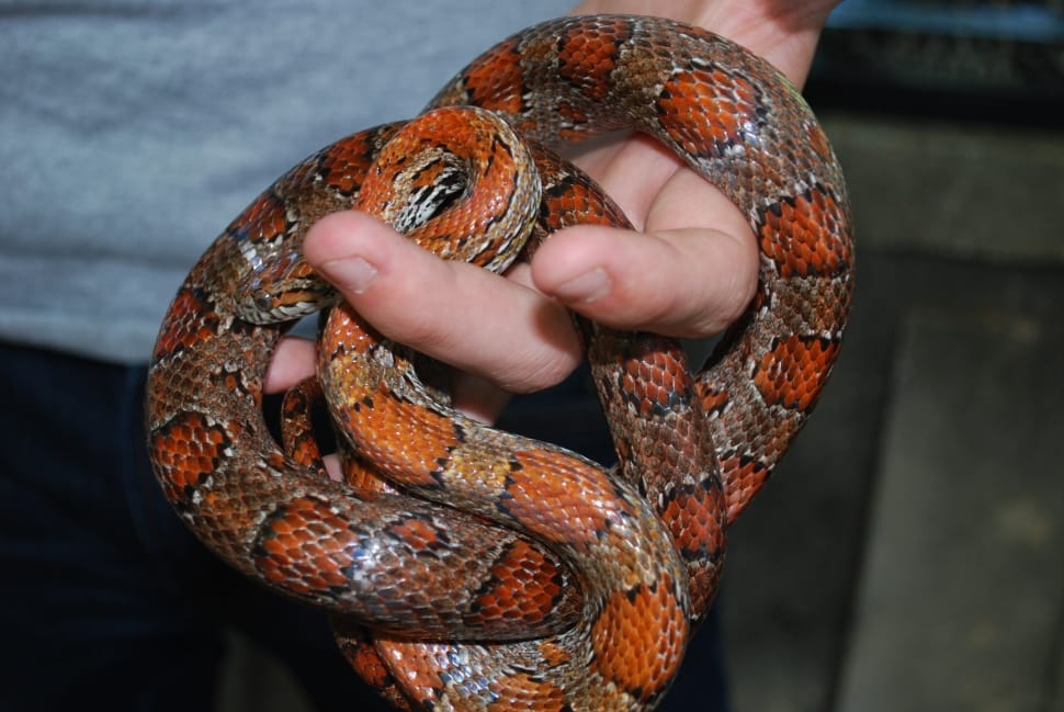 person holding red and brown snake preview
