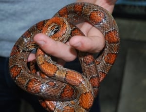 person holding red and brown snake thumbnail