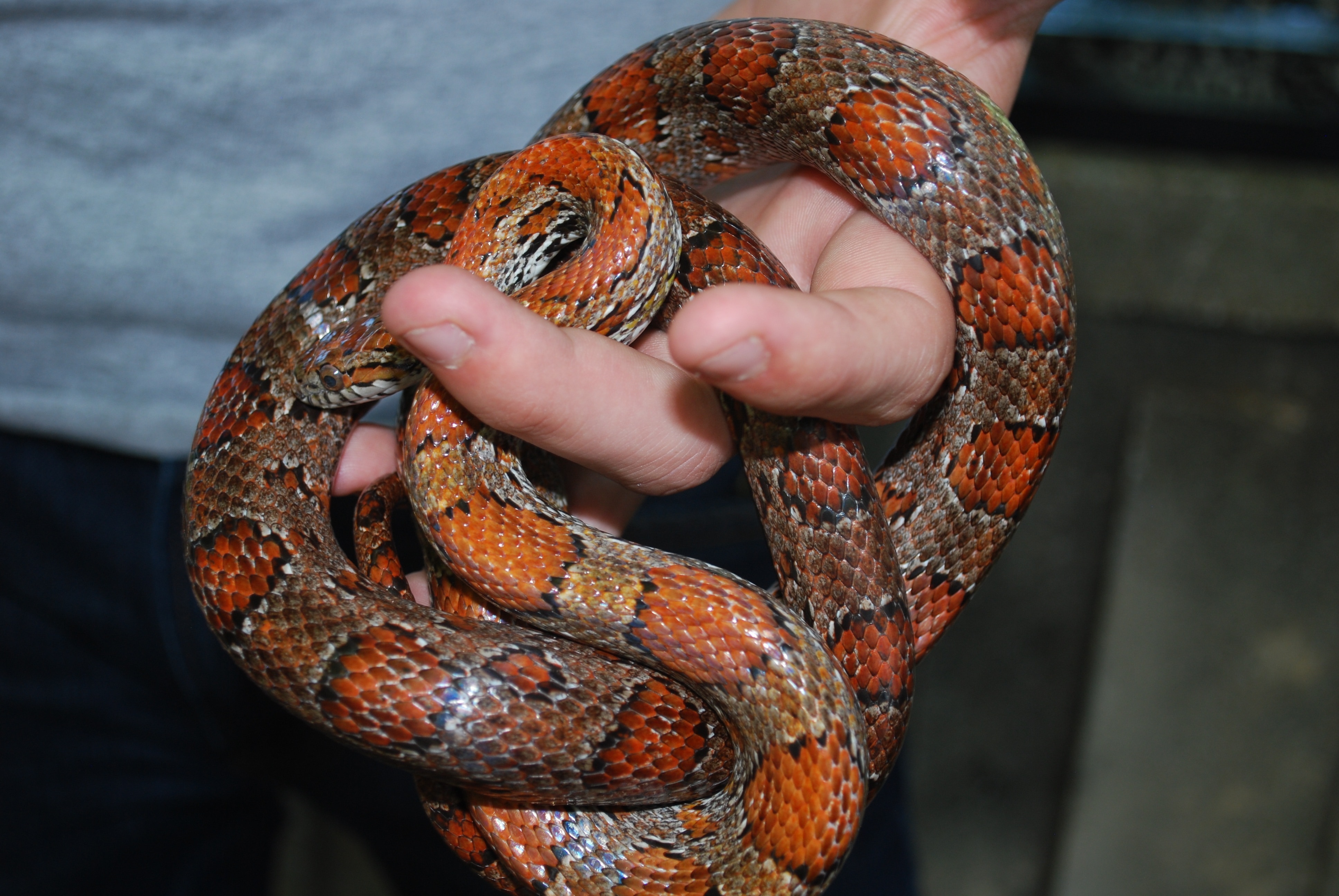 person holding red and brown snake