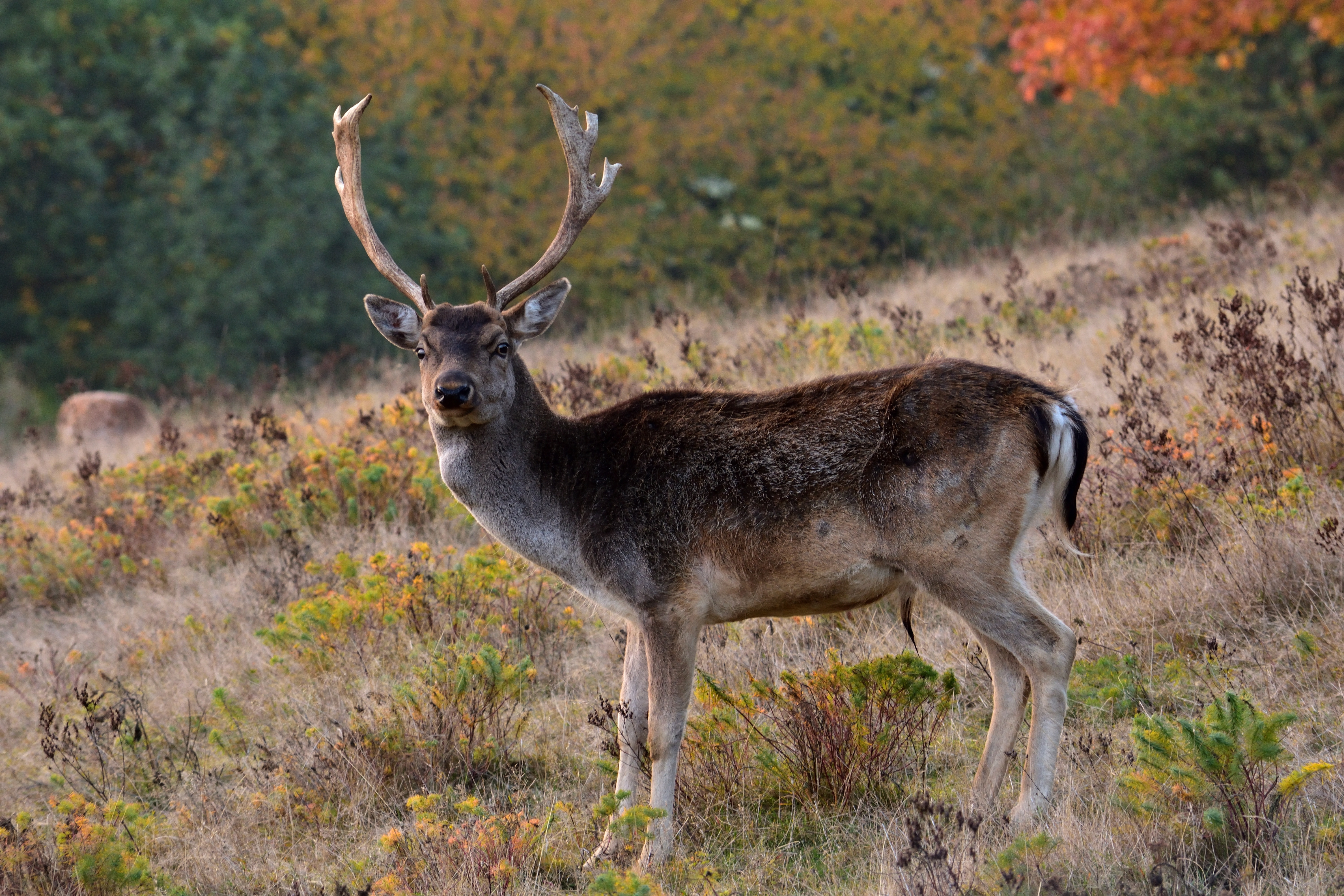 brown stag