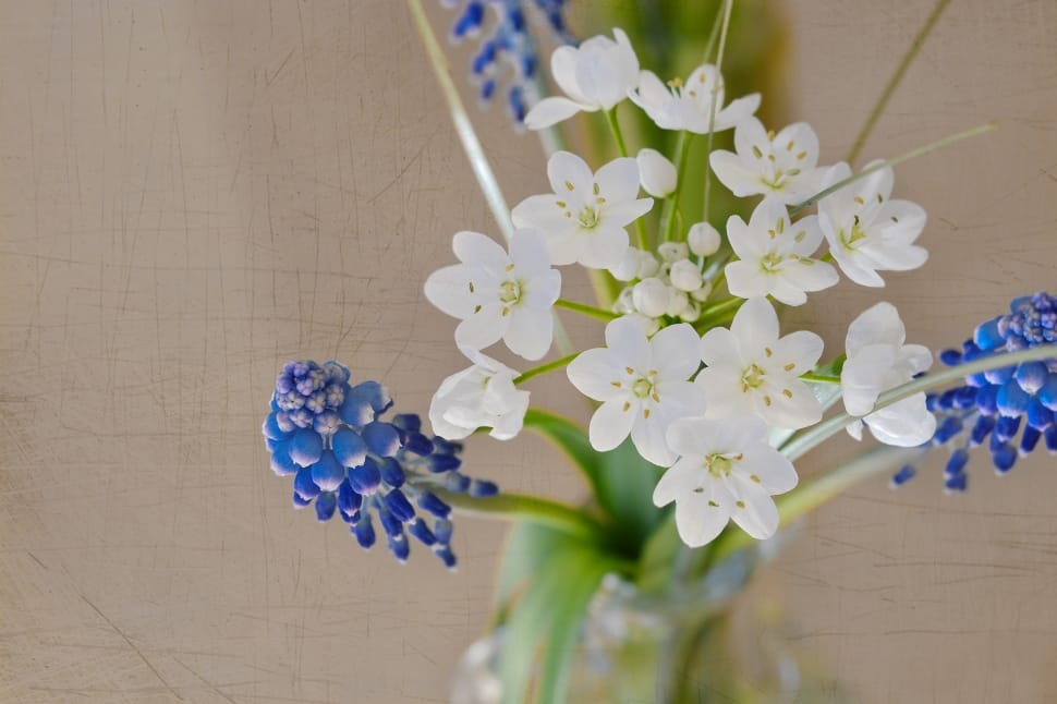 white and blue flower preview
