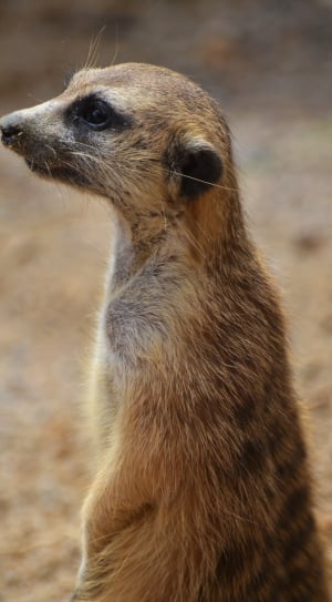 brown meerkat thumbnail