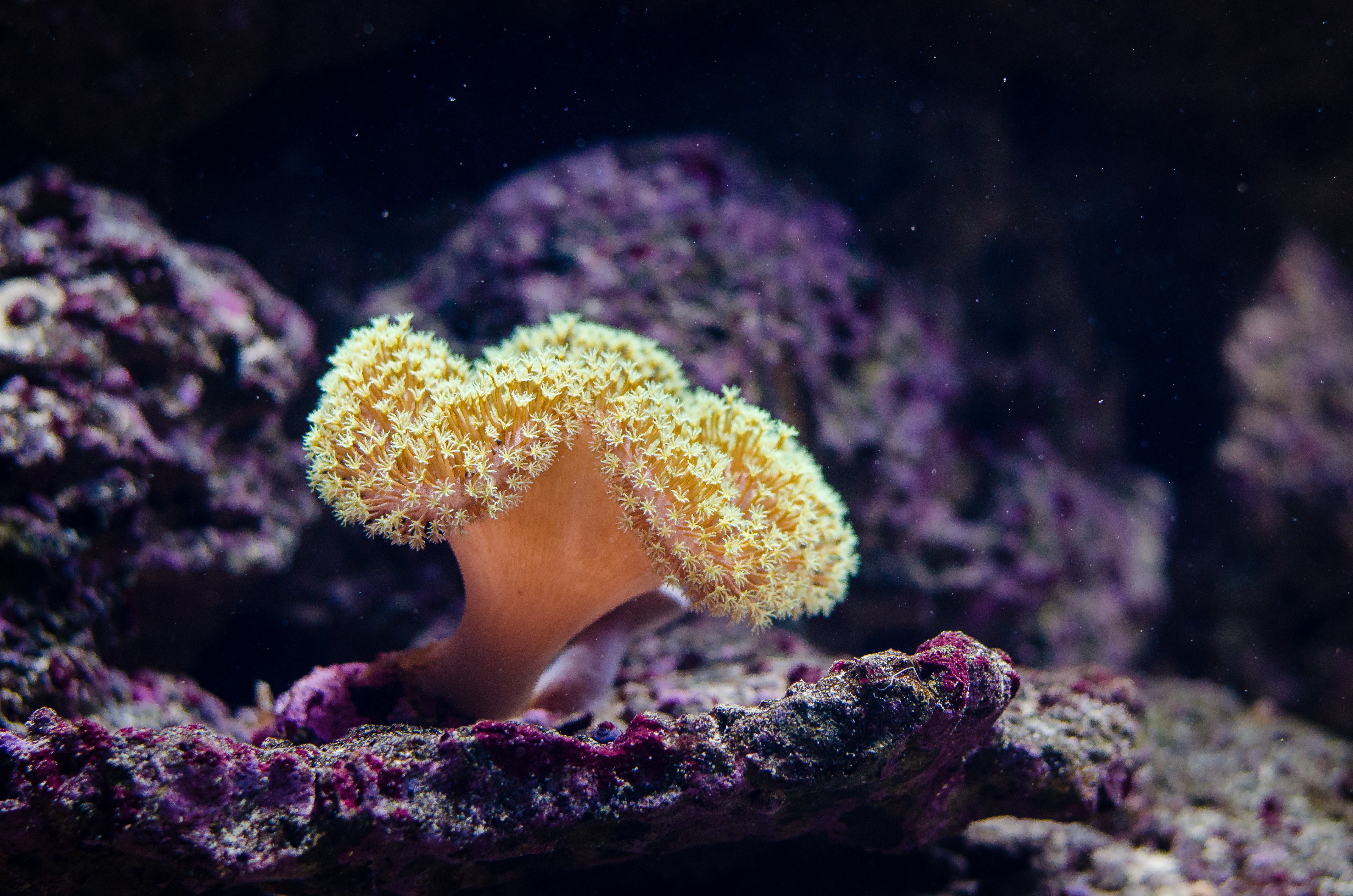 Губки моллюски. Губки Porifera Spongia. Морские губки кораллы. Морской камнеточец губка. Коралловые полипы рифы.