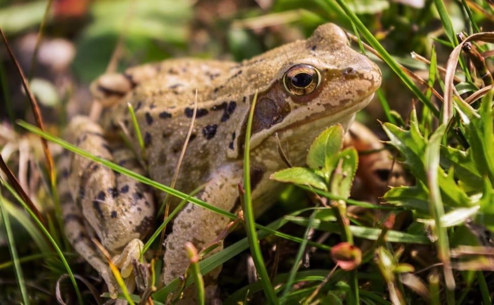 beige and black frog on grass preview