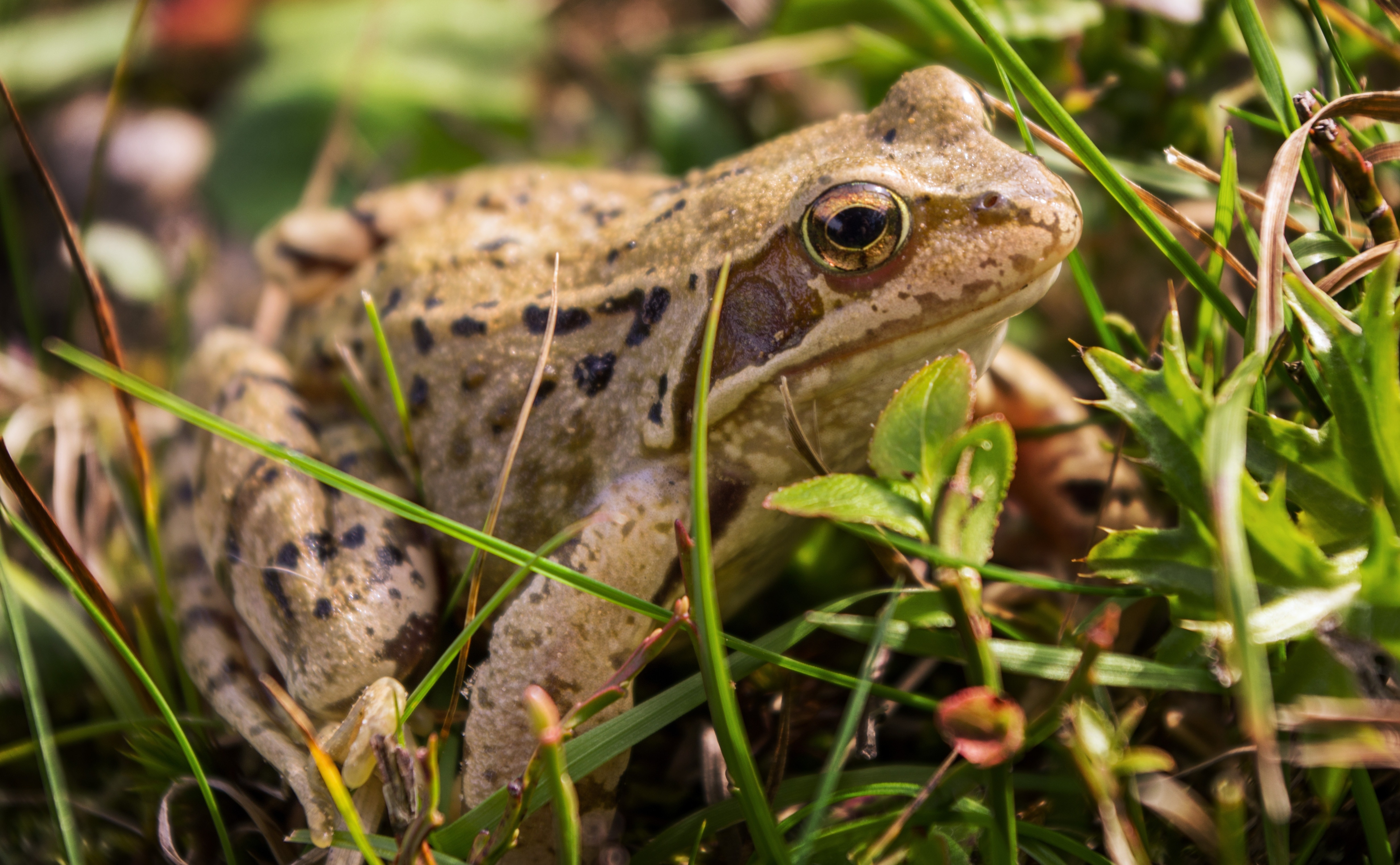 beige and black frog on grass