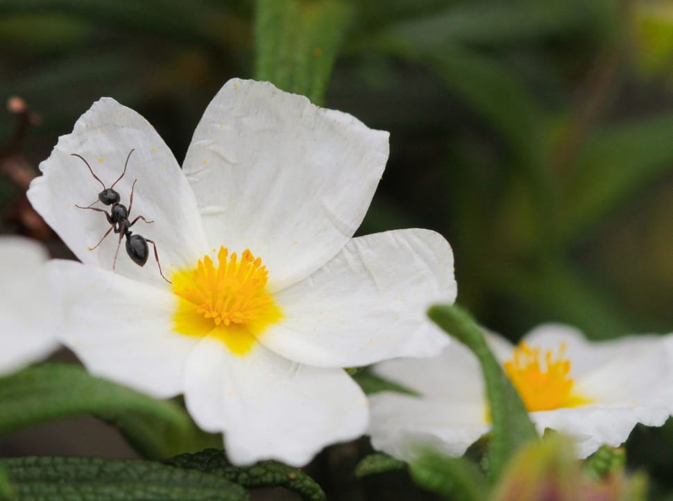 Flowers, Cistus, Ant, flower, petal preview