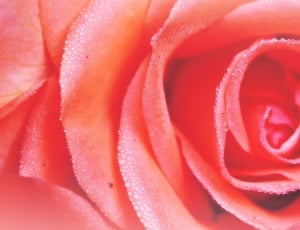 close up view of red rose thumbnail