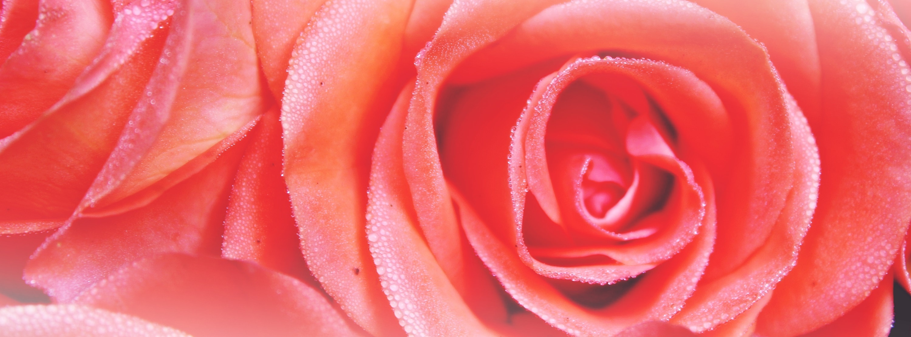 close up view of red rose