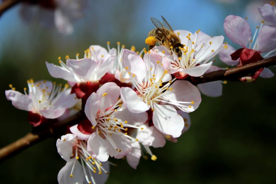 white and red flower and honeybee preview
