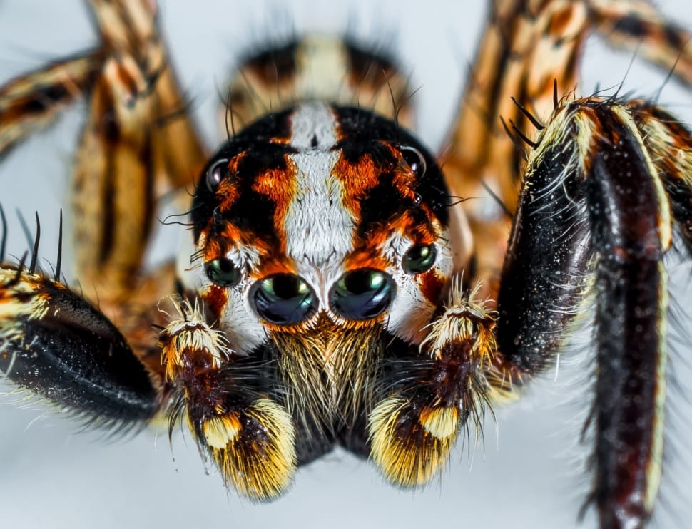 Jumping Spider, Small Spider, Spider, one animal, arthropod preview
