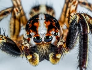Jumping Spider, Small Spider, Spider, one animal, arthropod thumbnail