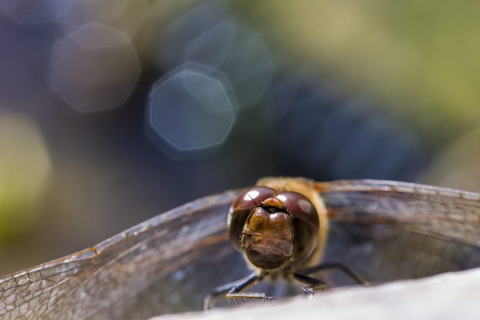 brown dragonfly micro photography preview